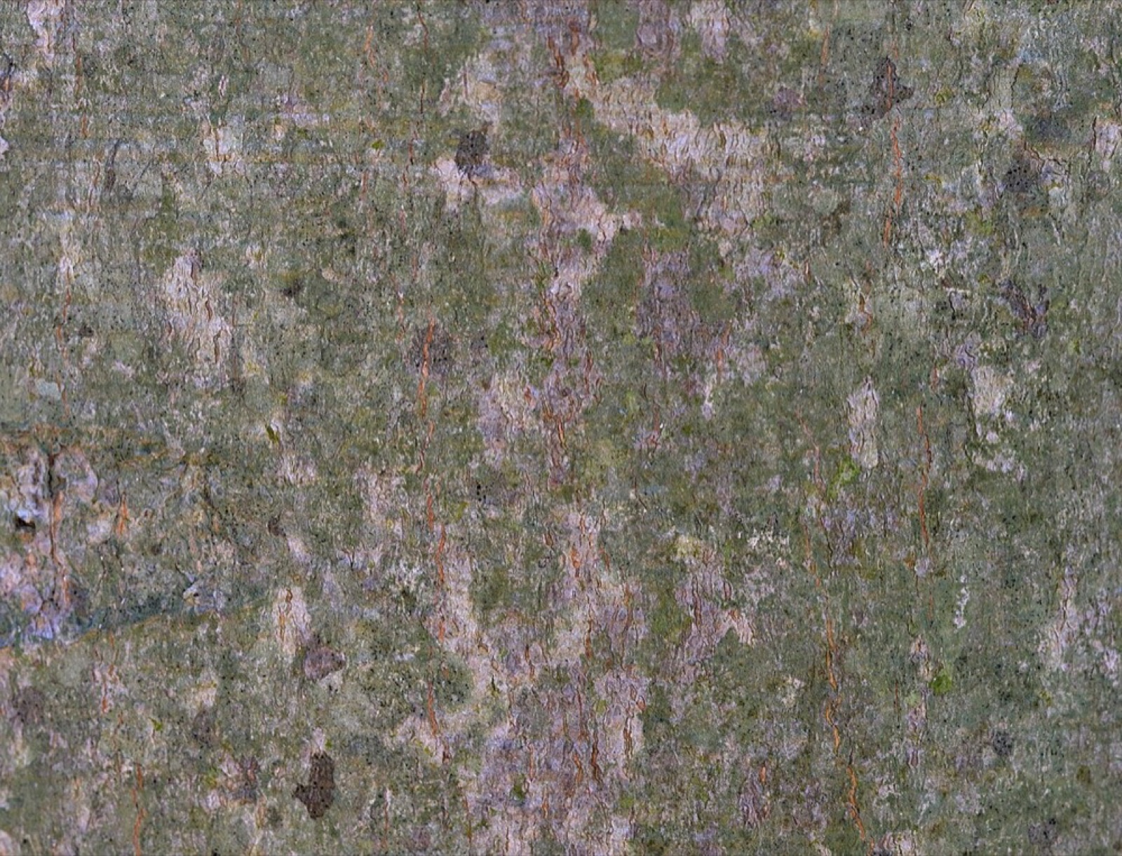 Amerikanische Buche: Holz erkennen (Fagus grandifolia)