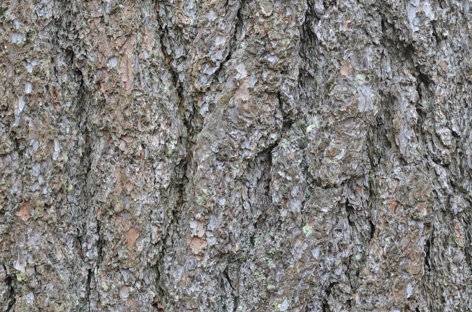 Weymouthskiefer: Holz bestimmen (Pinus strobus)