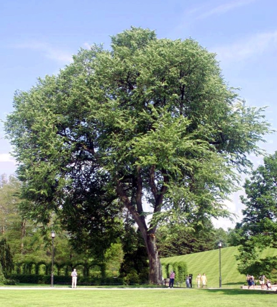 Amerikanische Ulme: Holz bestimmen (Ulmus americana)