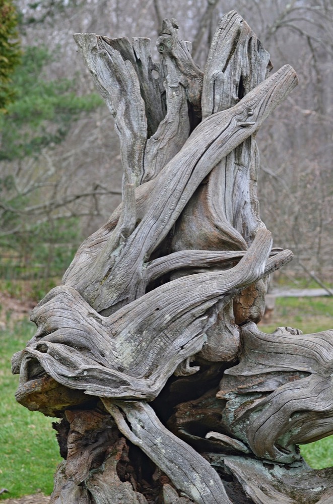 Osagedorn: Holz bestimmen (Maclura pomifera)