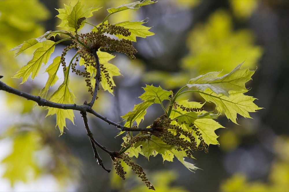 Roteiche: Holz erkennen (Quercus rubra)