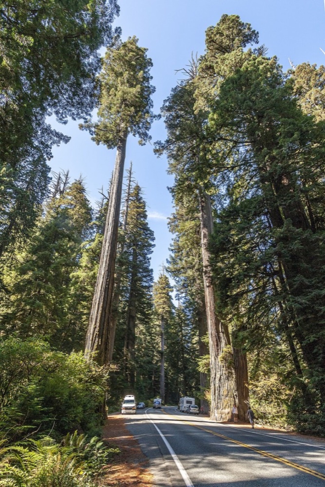 Redwood-Holz bestimmen (Sequoia sempervirens)