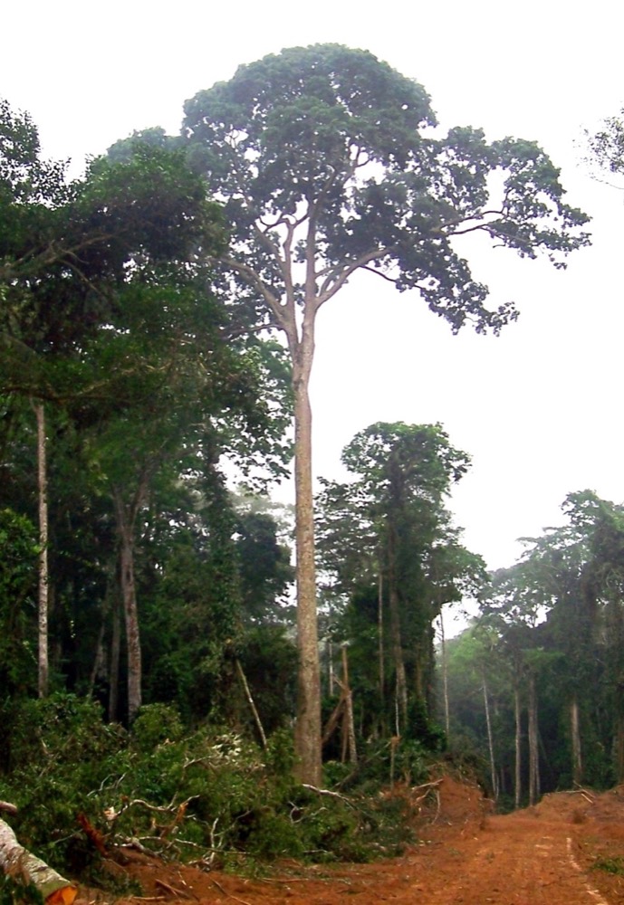 Sapelli-Holz bestimmen (Entandrophragma cylindricum)