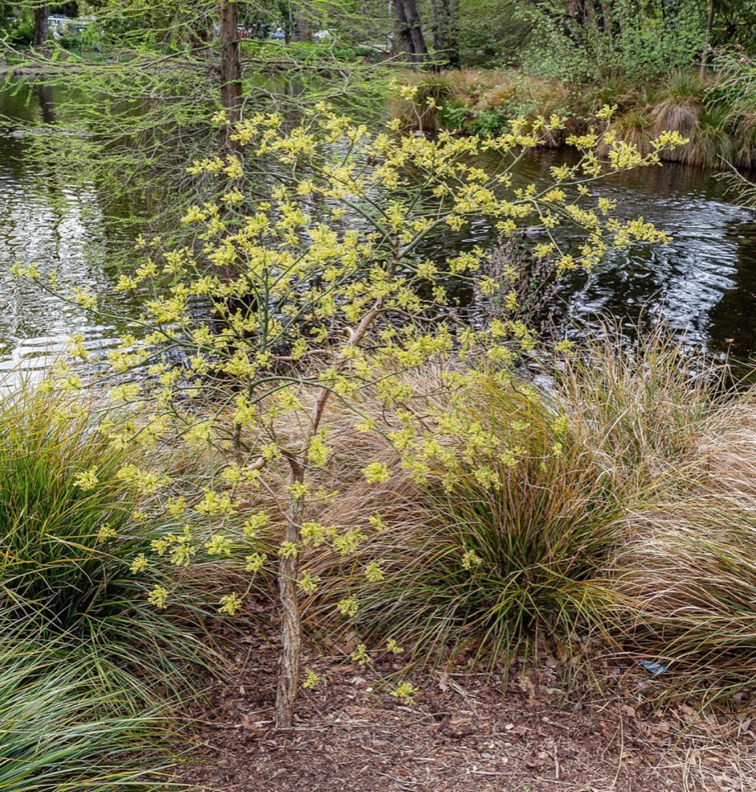 Sassafras: Holz bestimmen (Sassafras albidum)