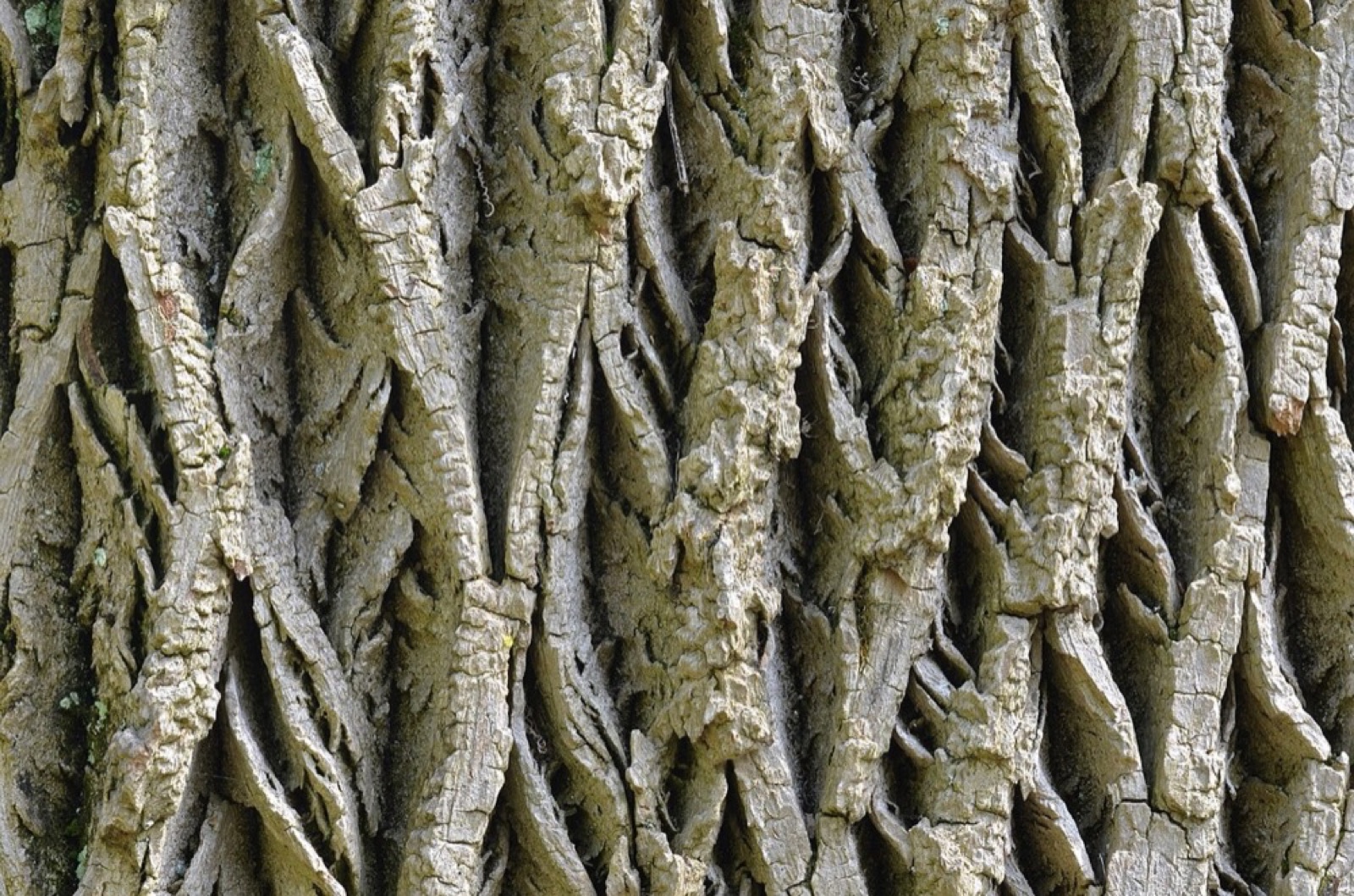 Madera de fresno blanco (Fraxinus americana): cómo identificarla