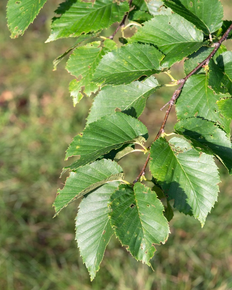 Gelbbirke: Holz erkennen (Betula alleghaniensis)